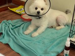 -宠物星动物医院·眼科·异宠·猫科(江南大道总院)