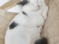 -Heymao猫咖.咖啡厅(东门店)