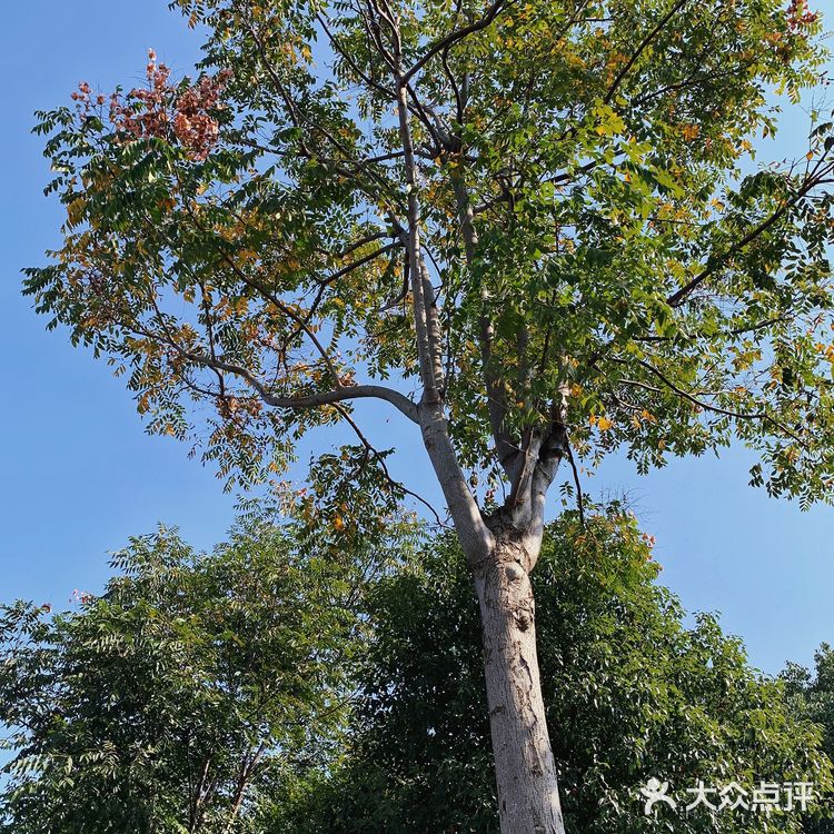 美食什么都有四季广场的花海是真的漂亮