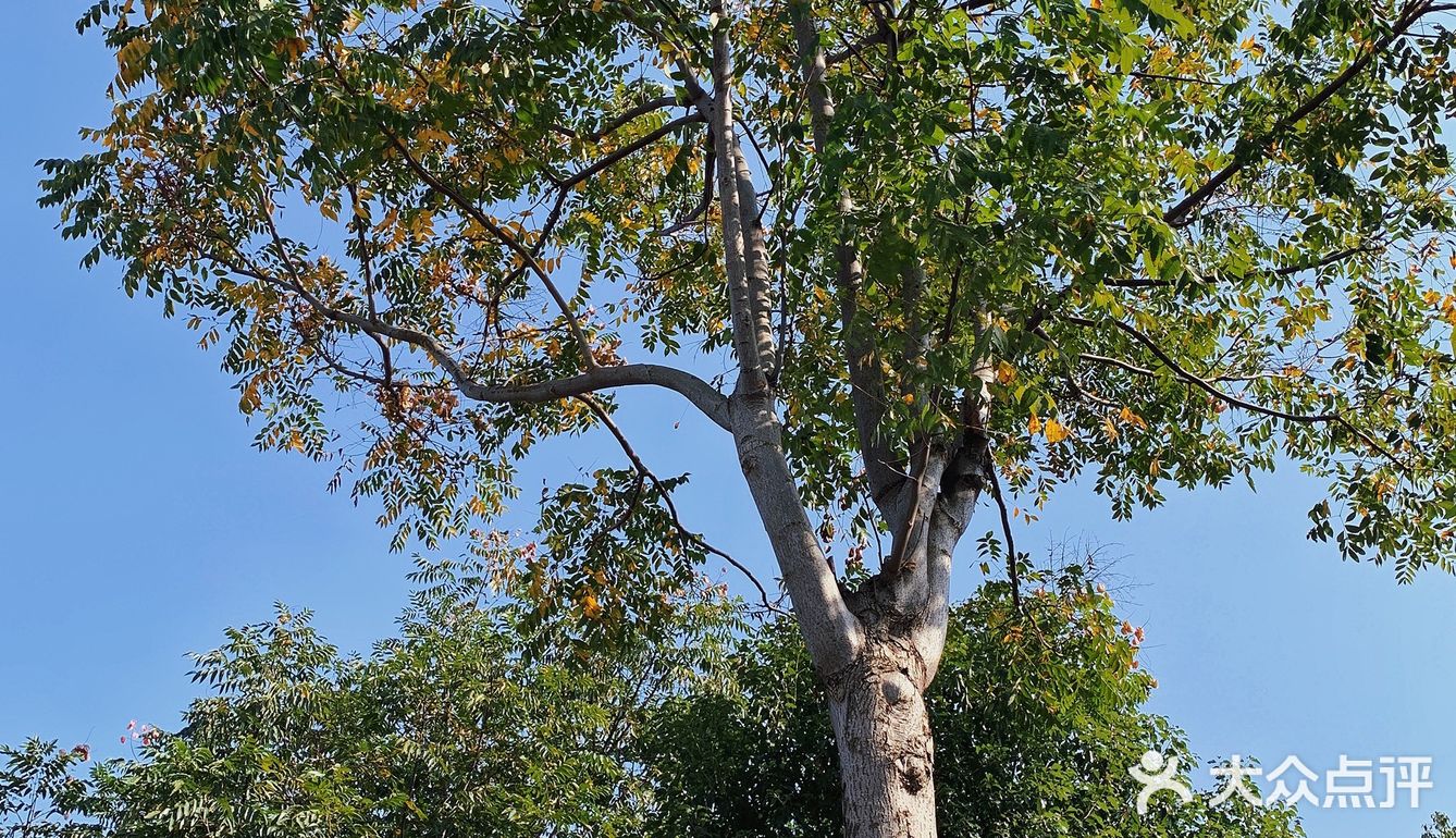 美食什么都有四季广场的花海是真的漂亮