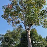 美食什么都有四季广场的花海是真的漂亮