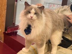 -和它·交个朋友·狗咖猫咖(爱琴海店)