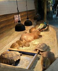 -Zoolung Zoolung动物主题公园(海信广场店)