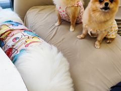 -怪兽屋·羊驼·猫咖·狗咖(俊华广场店)