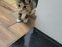 -伟伟宠物医院·CT影像中心·瑞派犬猫综合性门诊(汉口总院)