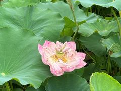 -莲花池公园