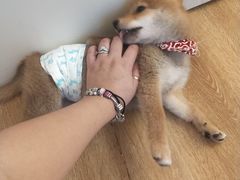 -柴犬小屋·柴餐厅·狗咖食堂(金鼎广场店)