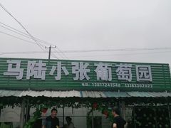 -马陆小张葡萄园农家乐