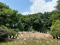 -广州长隆飞鸟乐园