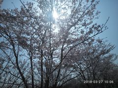 -天王浮山樱花园