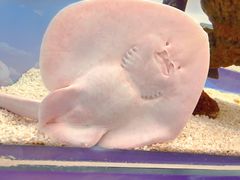 -上海海洋水族馆