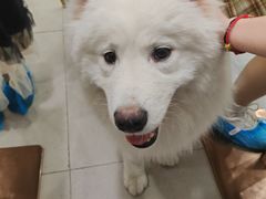 -安格丽娜·狗咖·猫咖羊驼咖(春熙路百盛商场店)