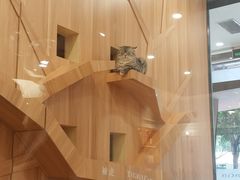 -袖虎·猫馆(体育西路店)