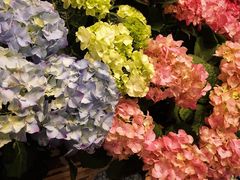 -豆豆花艺(新光天地店)