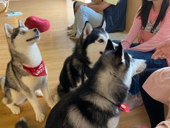-Husky Go! 哈士奇体验馆·宠物咖啡厅狗咖