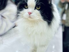 -安格丽娜·狗咖·猫咖羊驼咖(春熙路百盛商场店)