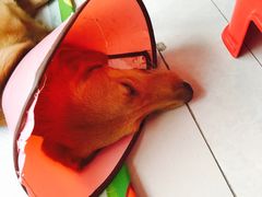 -瑞派福兴宠物医院犬猫全科·骨科·中西医结合(河东店)