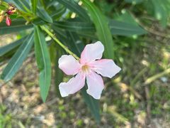-中国科学院华南植物园