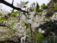 -武汉大学-樱园
