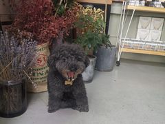 -唐咖精品咖啡(大理古城手冲店)
