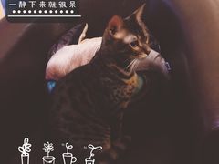 -猫色咖啡·猫咖
