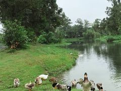 -两河城市森林公园