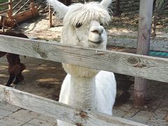 -北京鹿世界主题园