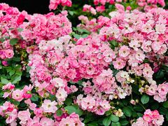 -大关公园