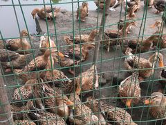-洪湖家庭农场·团建·露营·会议