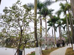 -番禺大夫山森林公园
