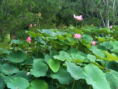 -莲花池公园