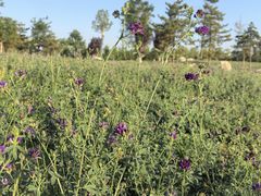 -汉长安城未央宫国家考古遗址公园