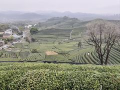 -龙坞茶村