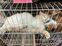 -双季花艺园艺市场(浦东店)