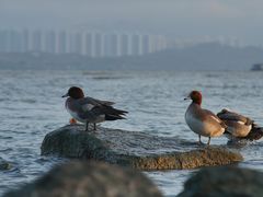 -福田红树林生态公园