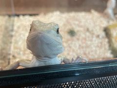 -酷以爬仙阁实体爬宠店·守宫·蜥蜴·专业繁育