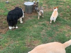 -趣玩宠物乐园寄养训犬训狗游泳池
