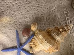 -青岛贝壳博物馆