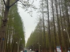 -日照海滨国家森林公园