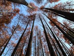 -青龙山国家森林公园