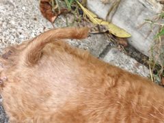 -狗舍宠物医院(四季商业广场店)