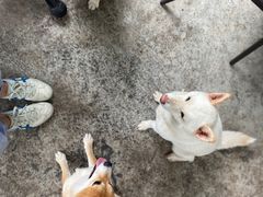 -柴犬高等学院·狗咖·柴犬售卖·宠物训练