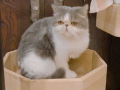 -more than meow吴止猫主题餐厅(承德 中船汇店)