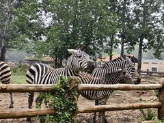 -大连森林动物园