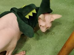 -藦茜花园宠物主题亲子互动体验馆(国顺东路店)