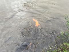 -九鲤溪瀑景区