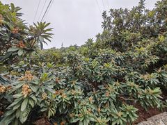 -新安江山水画廊风景区