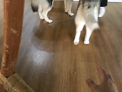 -Husky Go! 哈士奇体验馆·宠物咖啡厅狗咖