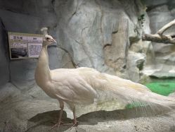 -Zoolung Zoolung动物主题公园(海信广场店)