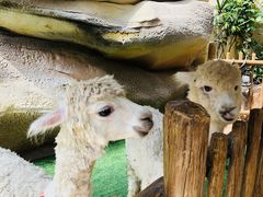 -杭州开元森泊度假乐园